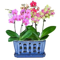 Orchid pot holes for sale  Delivered anywhere in USA 