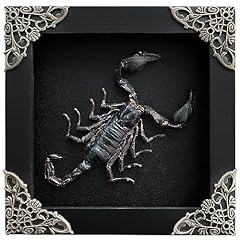 Real framed scorpion for sale  Delivered anywhere in USA 