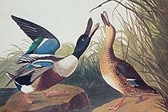Posterazzi shoveller duck for sale  Delivered anywhere in USA 
