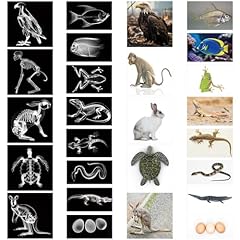 Saypacck pcs animal for sale  Delivered anywhere in USA 