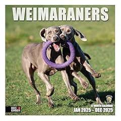 Red ember weimaraners for sale  Delivered anywhere in USA 