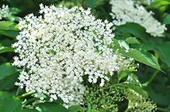 Seeds sambucus nigra for sale  Delivered anywhere in UK