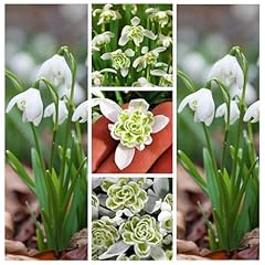 100 double snowdrops for sale  Delivered anywhere in Ireland