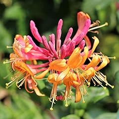 Lonicera gold flame for sale  Delivered anywhere in UK