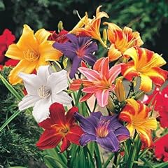 Mixed color daylily for sale  Delivered anywhere in USA 