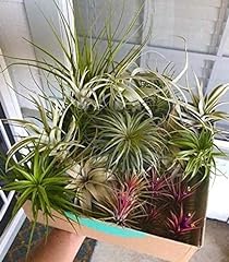 Air plants mixed for sale  Delivered anywhere in UK