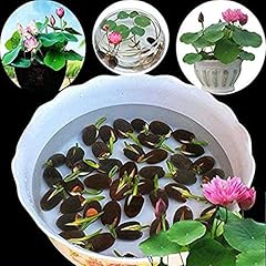 Bonsai bowl lotus for sale  Delivered anywhere in UK