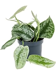 Large velvety leaves for sale  Delivered anywhere in UK