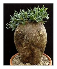Pachypodium bispinosum caudexp gebraucht kaufen  Wird an jeden Ort in Deutschland