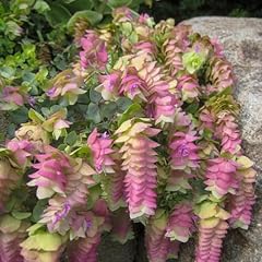 Oregano kent beauty for sale  Delivered anywhere in UK
