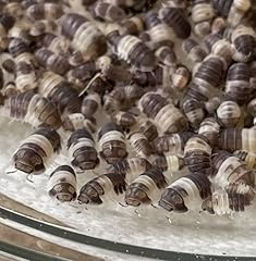 Insects live 10ct for sale  Delivered anywhere in USA 