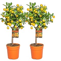 Citrus mitis calamondin d'occasion  Livré partout en France