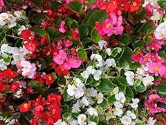 Begonia plants organdy for sale  Delivered anywhere in UK