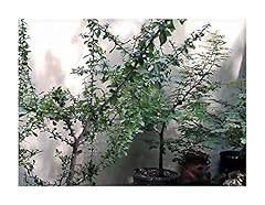Stk commiphora edulis gebraucht kaufen  Wird an jeden Ort in Deutschland