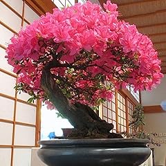 Semi sakura borsa usato  Spedito ovunque in Italia 