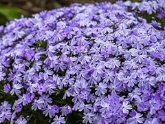 Greenwood nursery live for sale  Delivered anywhere in USA 