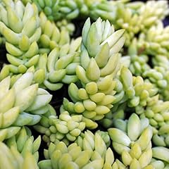 Carbeth plants real for sale  Delivered anywhere in UK