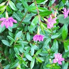 Clovers garden mexican for sale  Delivered anywhere in USA 