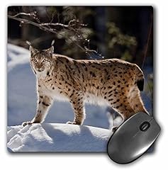 Rose eurasian lynx for sale  Delivered anywhere in USA 