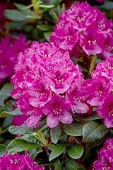 Rhododendron nova zembla gebraucht kaufen  Wird an jeden Ort in Deutschland