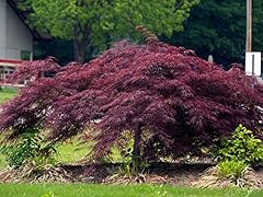 Crimson queen japanese for sale  Delivered anywhere in USA 