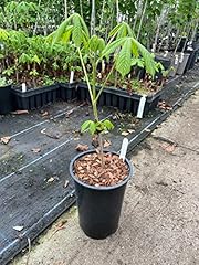 Horse chestnut tree for sale  Delivered anywhere in UK