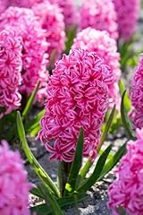 Elegant pink hyacinth for sale  Delivered anywhere in USA 