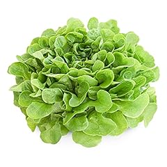 Lettuce plants lettuce for sale  Delivered anywhere in UK