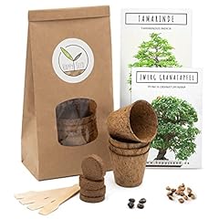 Happy seed bonsai usato  Spedito ovunque in Italia 