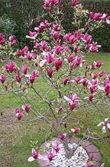 Rote tulpen magnolie gebraucht kaufen  Wird an jeden Ort in Deutschland