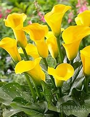 Millennium gold calla for sale  Delivered anywhere in USA 