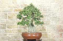 Bonsai quercia sughero usato  Spedito ovunque in Italia 