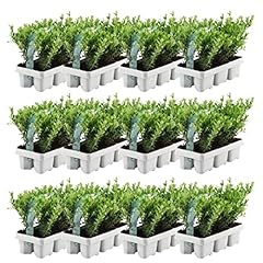 Plants frank stechpalme gebraucht kaufen  Wird an jeden Ort in Deutschland