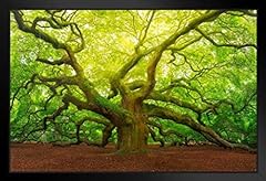 Angel oak tree for sale  Delivered anywhere in USA 