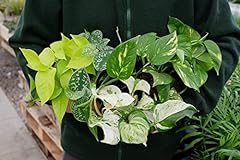 Pothos collection devil for sale  Delivered anywhere in UK