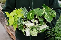 Pothos houseplant collection for sale  Delivered anywhere in UK