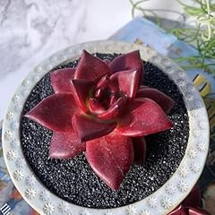 Echeveria agavoides romeo for sale  Delivered anywhere in USA 
