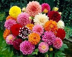 Dahlia mix dalia usato  Spedito ovunque in Italia 