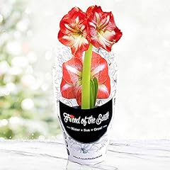 Minerva potted amaryllis for sale  Delivered anywhere in USA 