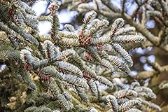 Abies koreana koreanische gebraucht kaufen  Wird an jeden Ort in Deutschland
