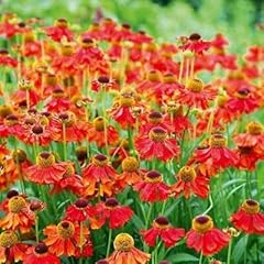 Helenium moerheim beauty for sale  Delivered anywhere in UK