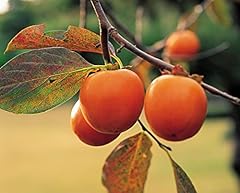 Futaba albero cachi usato  Spedito ovunque in Italia 