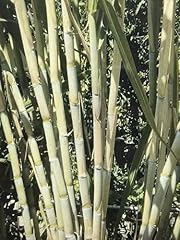 Cuttings organic fresh for sale  Delivered anywhere in USA 