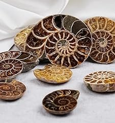 Tpdlw ammonite fossils for sale  Delivered anywhere in USA 