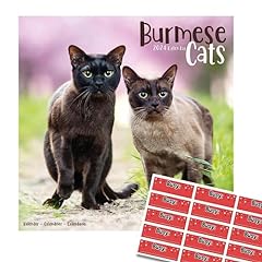 Burmese cats calendar for sale  Delivered anywhere in UK