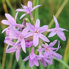 Tulbaghia silver lace for sale  Delivered anywhere in UK