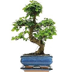 Bonsai ligustrum baum gebraucht kaufen  Wird an jeden Ort in Deutschland