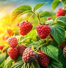 Sweet red raspberry for sale  Delivered anywhere in USA 