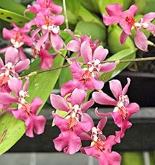 Orchid insanity onc. for sale  Delivered anywhere in USA 