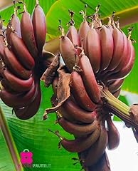 Rote bananenpflanze ensete gebraucht kaufen  Wird an jeden Ort in Deutschland